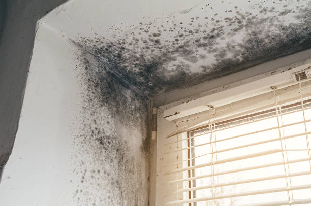 Affordable Attic Mold Remediation solutions in Hertford, NC